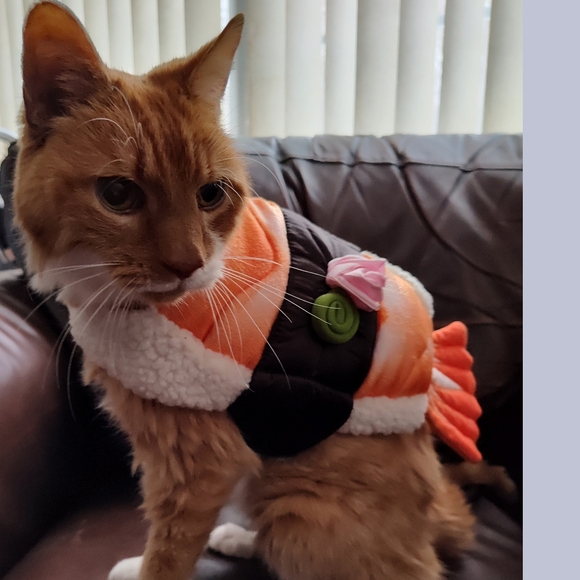 Pet Shoppe - Sushi Costume - Cat/Dog - XS/Small - EUC - Picture 14 of 14